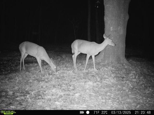 TBD Bowie Rd, Kountze, TX 77625