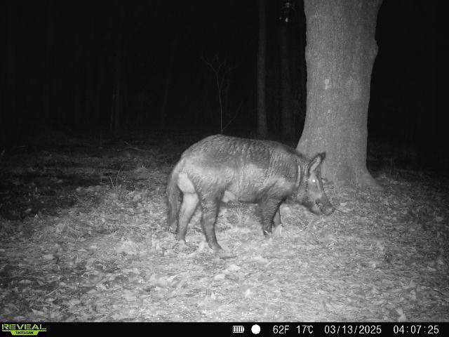 TBD Bowie Rd, Kountze, TX 77625