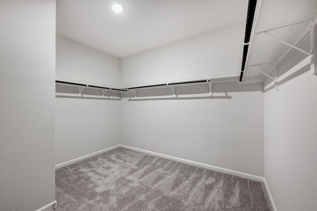 spacious closet featuring carpet