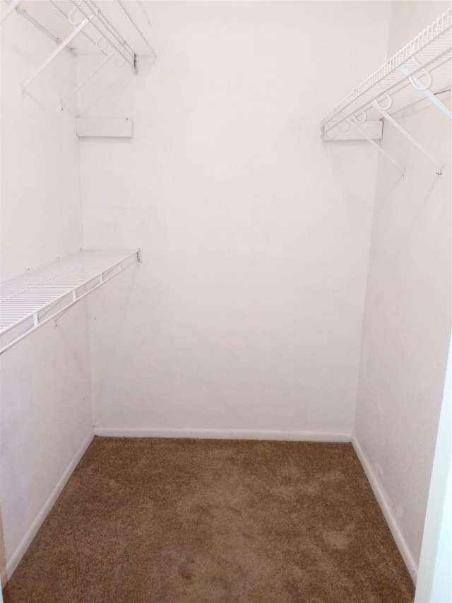 walk in closet featuring carpet flooring
