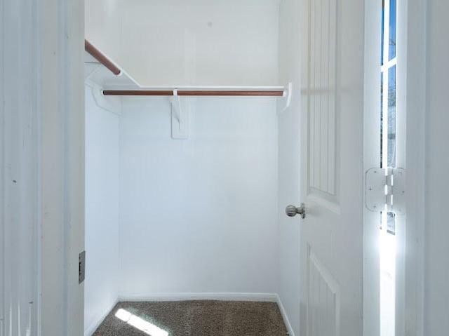 spacious closet featuring carpet