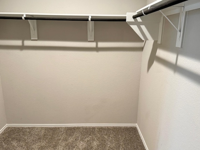 walk in closet featuring carpet floors