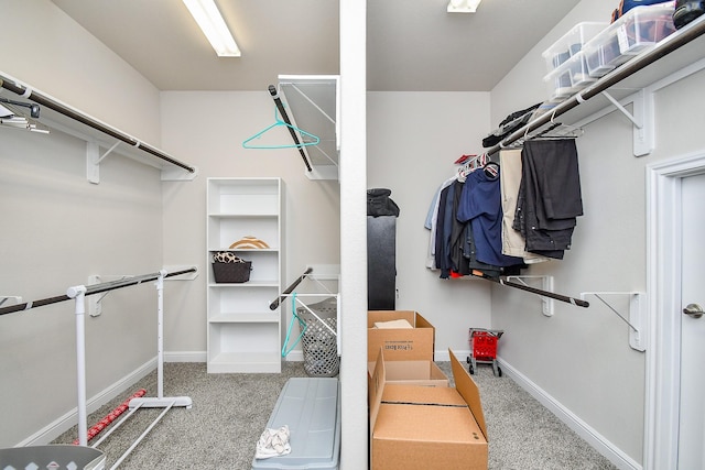 walk in closet with carpet floors