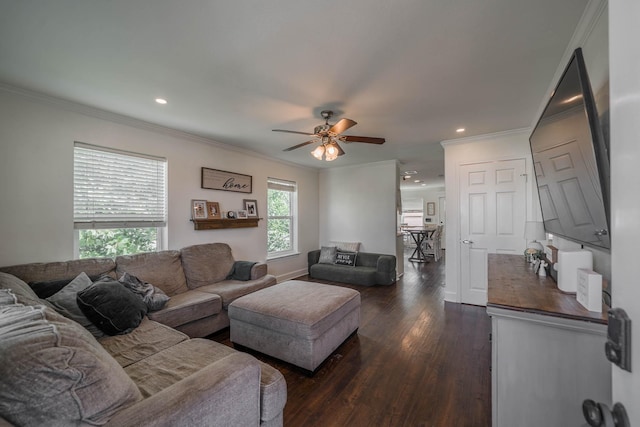 living area featuring crown molding, ceiling fan, and dark wood-type flooring