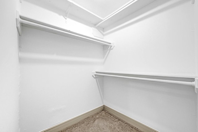 walk in closet with carpet flooring