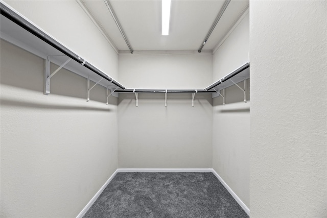 walk in closet featuring carpet flooring