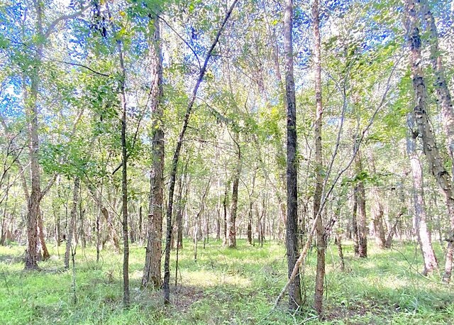 000 County Road 1190, Grapeland, TX 75844 - photo 12