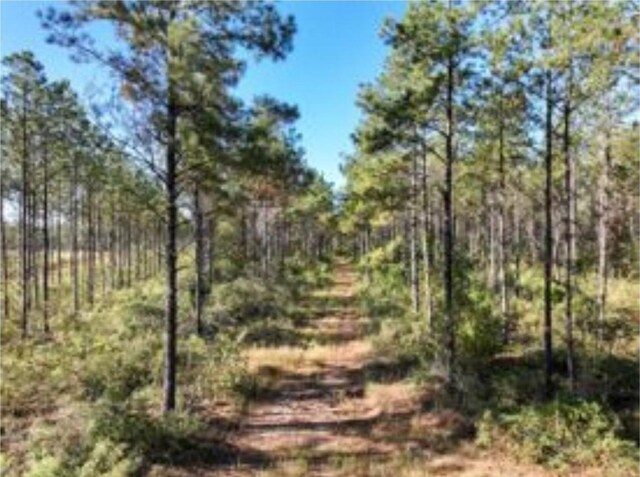 0 Richardson Rd E, Livingston, TX 77351 - photo 3