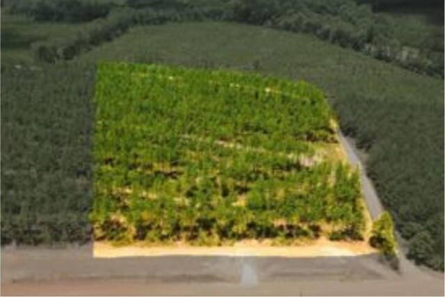 0 Richardson Rd E, Livingston, TX 77351 - photo 4