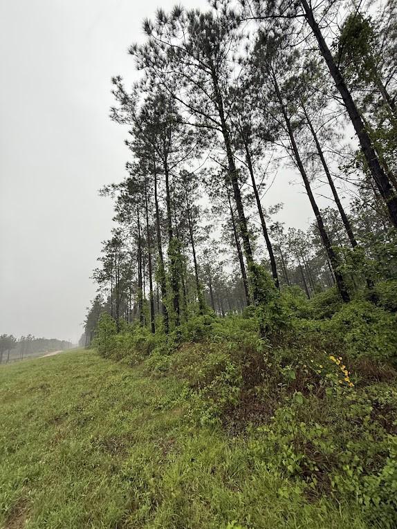 0 Richardson Rd E, Livingston, TX 77351 - photo 28