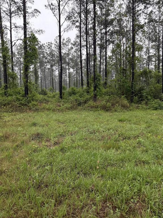 0 Richardson Rd E, Livingston, TX 77351 - photo 17