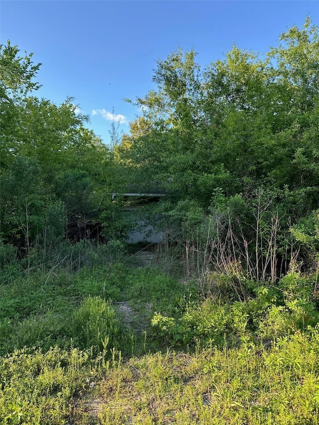 view of local wilderness
