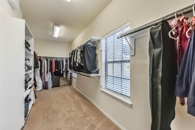 walk in closet with carpet flooring