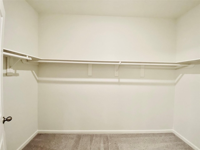 walk in closet with carpet flooring