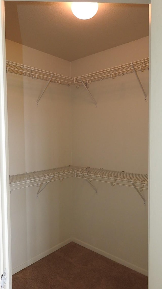 spacious closet featuring carpet