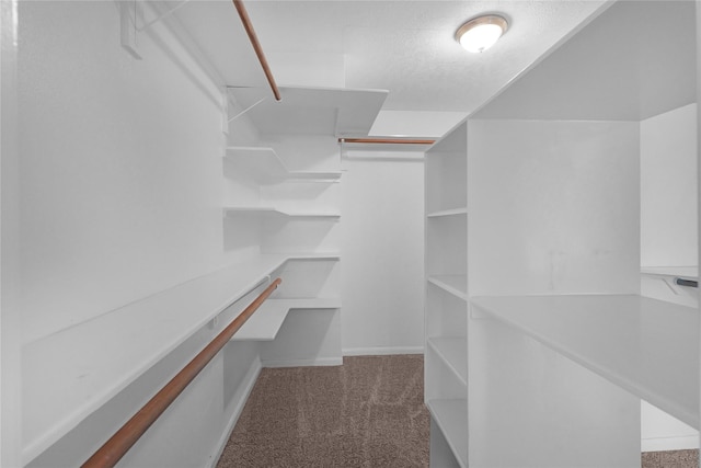 walk in closet featuring carpet flooring