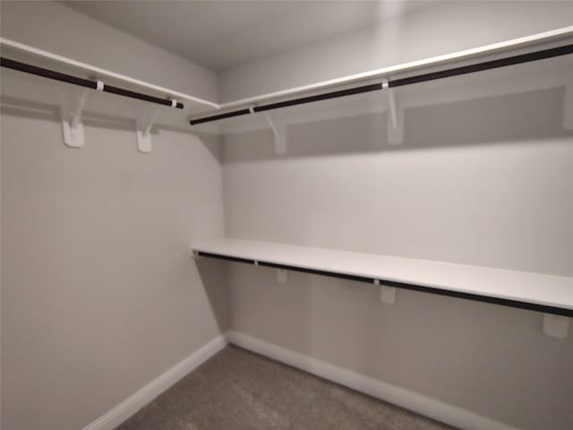 walk in closet with carpet floors