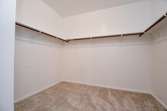 walk in closet featuring carpet floors
