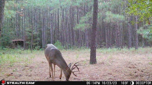 61AC County Road 201, Plantersville, TX 77363 - photo 7