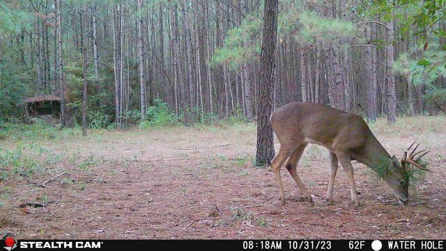 61AC County Road 201, Plantersville, TX 77363 - photo 11