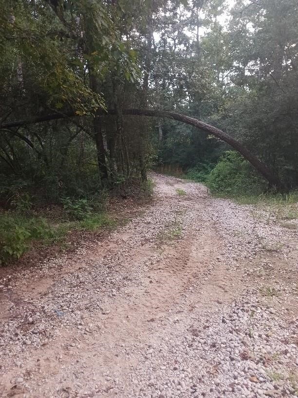 24140 Grand Pines Rd, Magnolia, TX 77355 - photo 5