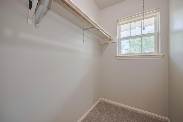 walk in closet featuring carpet floors