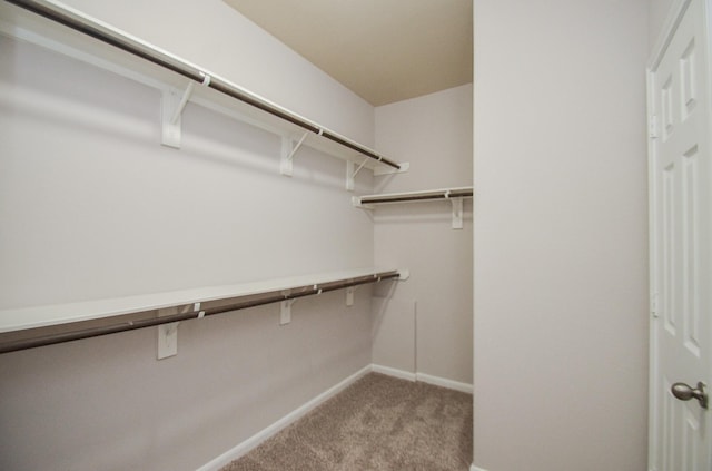 walk in closet featuring carpet floors
