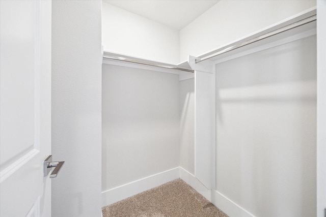 walk in closet with carpet floors