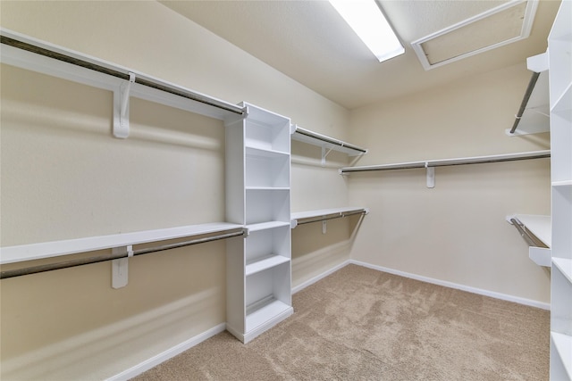 walk in closet with attic access and carpet flooring