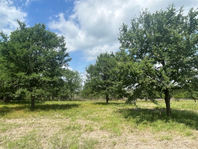 view of local wilderness