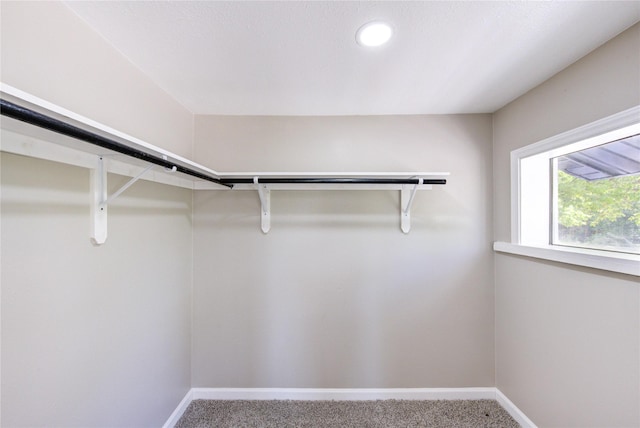 walk in closet with carpet floors