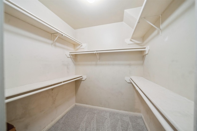 walk in closet with carpet floors