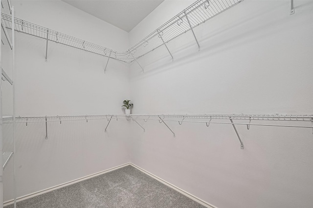 24543 Carlton Springs Ln, Katy, TX 77494 - spacious closet with carpet flooring