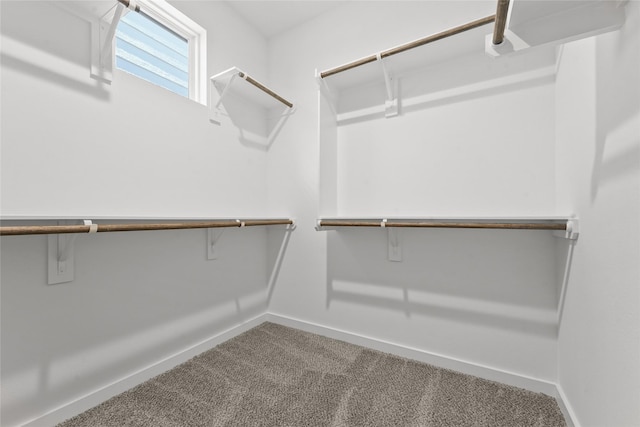 spacious closet featuring carpet flooring