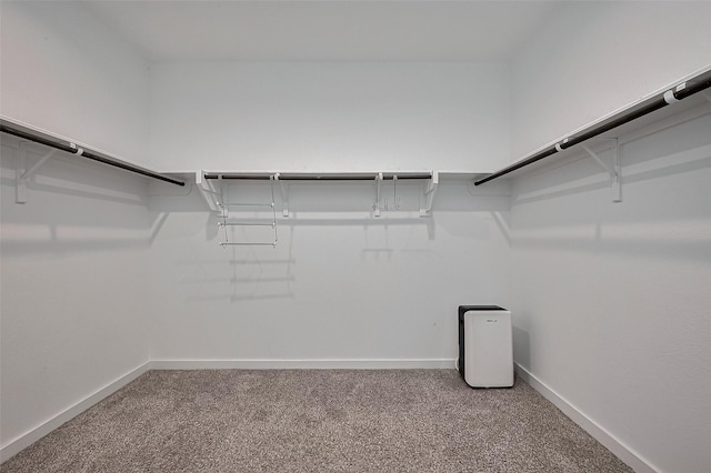 walk in closet with carpet floors