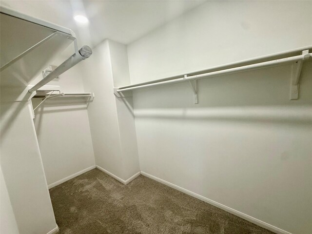 walk in closet featuring carpet floors