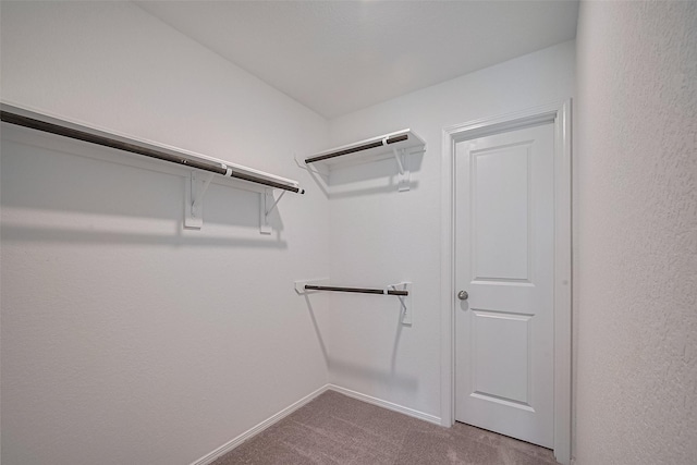 walk in closet featuring carpet floors