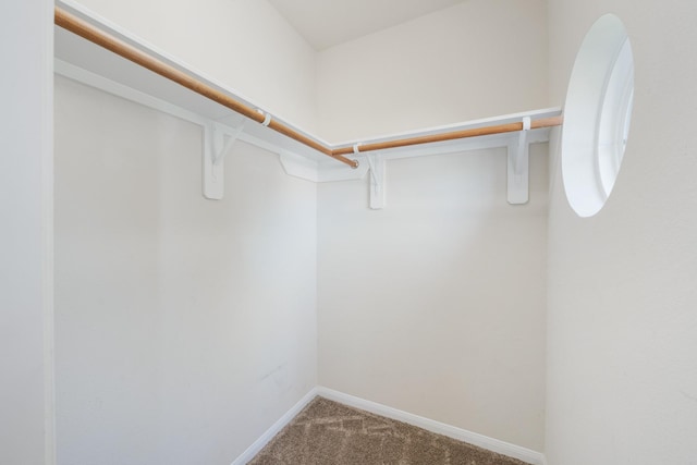 spacious closet featuring carpet