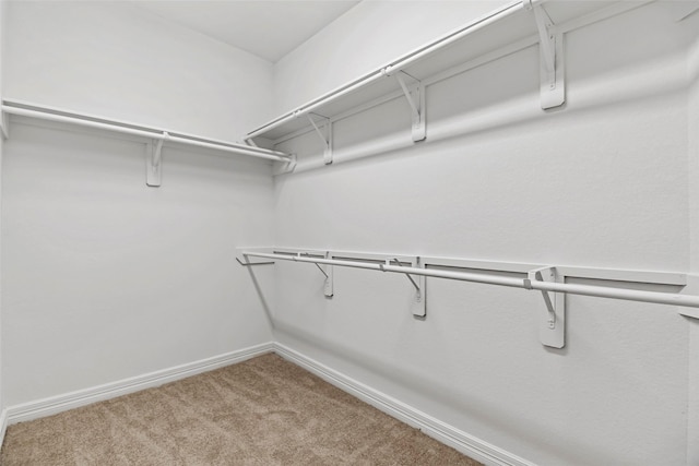 spacious closet featuring carpet