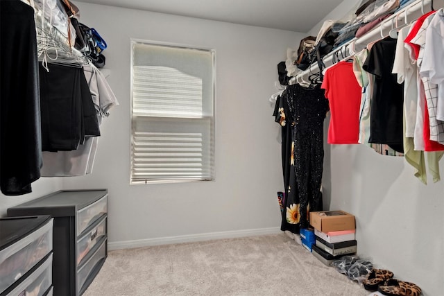 spacious closet featuring carpet