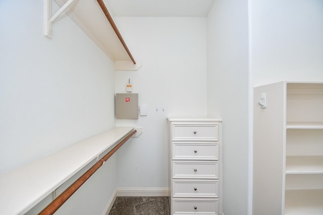 spacious closet featuring carpet