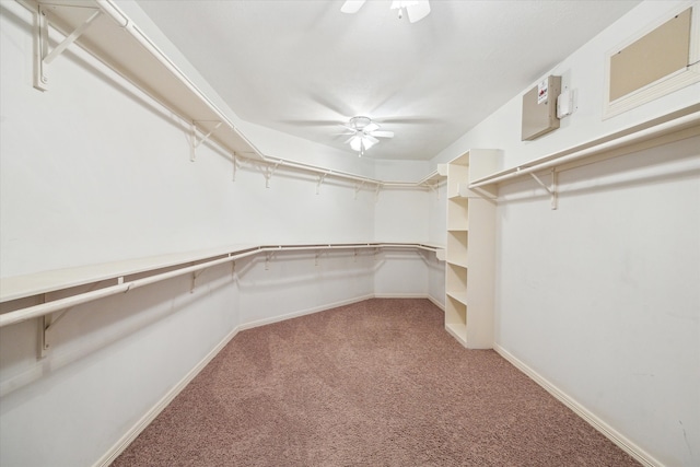 walk in closet featuring a ceiling fan and carpet flooring