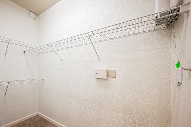 spacious closet featuring carpet