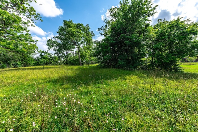 5514 Pardee St, Houston, TX 77026 - view of local wilderness
