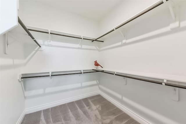 spacious closet featuring carpet flooring