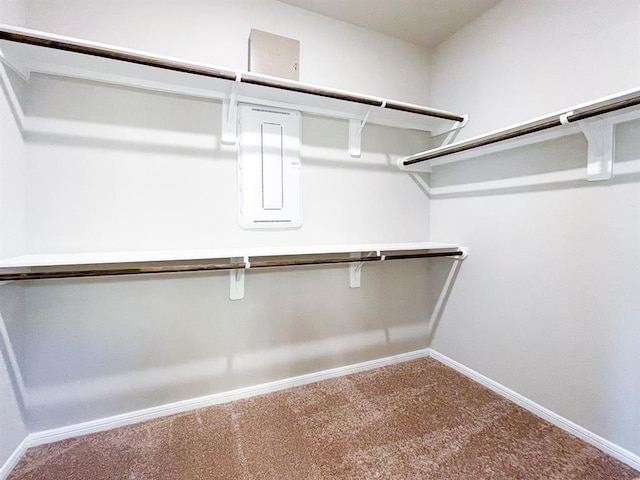 spacious closet featuring carpet