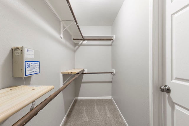 spacious closet featuring carpet flooring