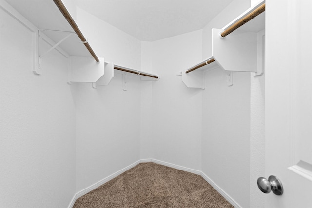 spacious closet featuring carpet floors
