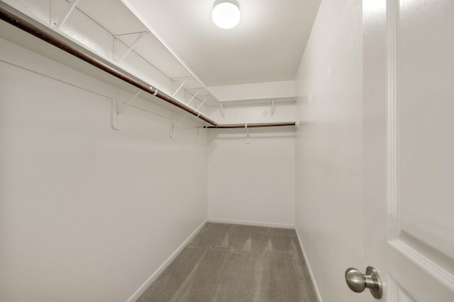 spacious closet featuring carpet