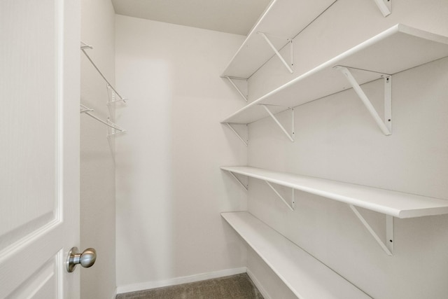 walk in closet featuring carpet floors